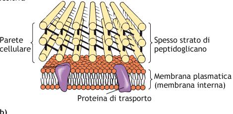 amminoacidi presenti