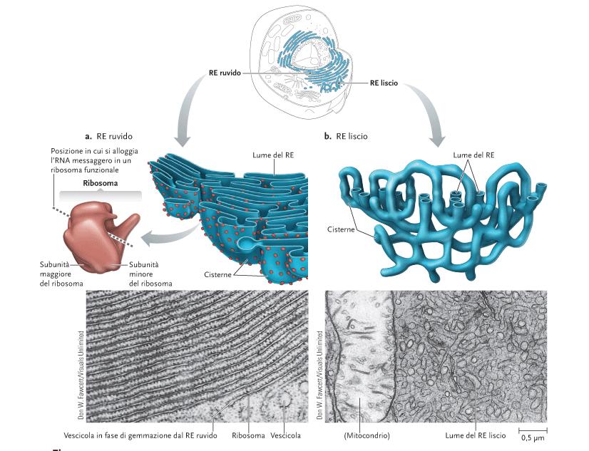 Il reticolo endoplasmatico ruvido liscio Sintesi ed assemblaggio delle proteine Metabolismo dei fosfolipidi,