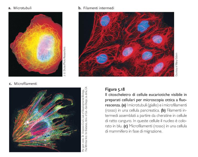 Il citoscheletro Una rete intricata di filamenti che si