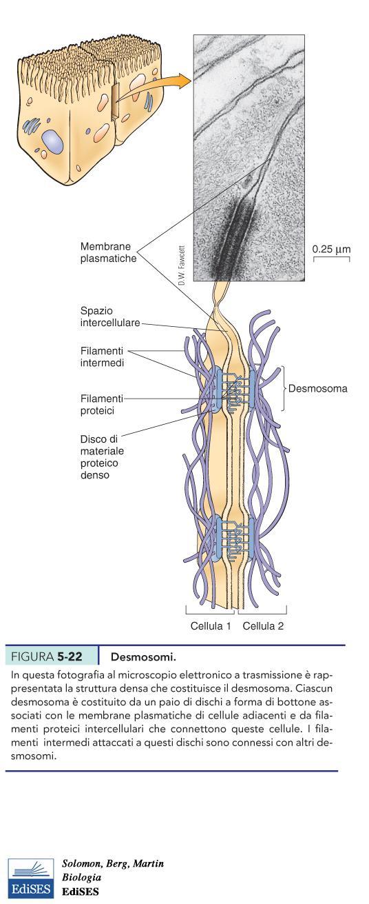 I desmosomi Giunzioni adesive Principale funzione meccanica, legano il citoscheletro di una cellula a quello della cellula adiacente