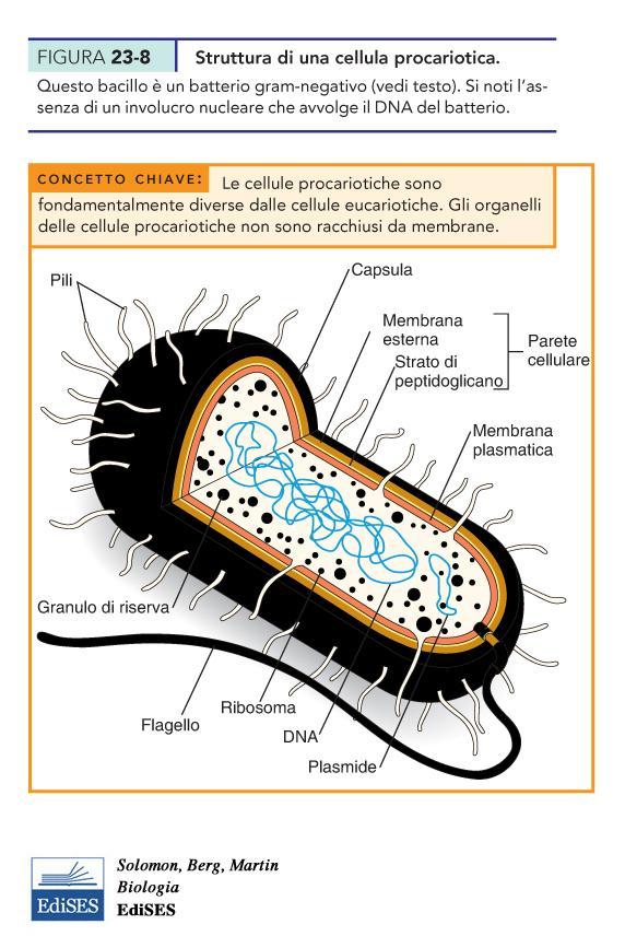 Struttura batterica I batteri sono privi degli organelli delimitati da membrane.