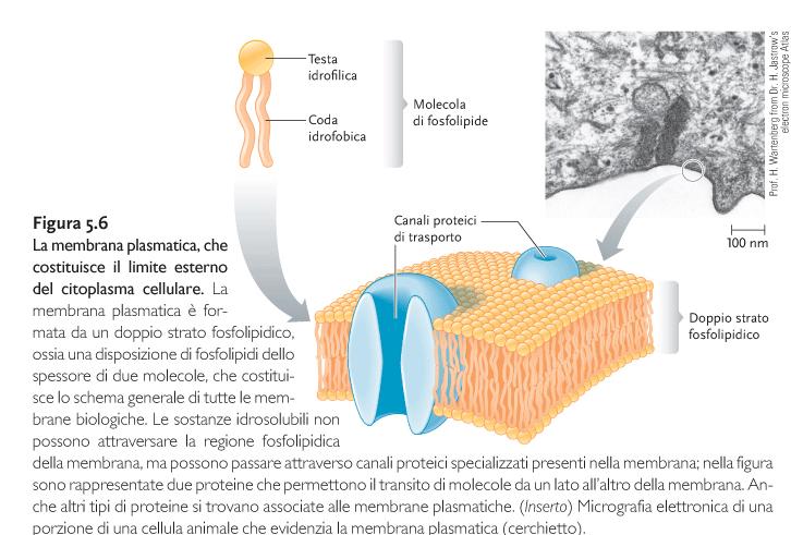 La membrana