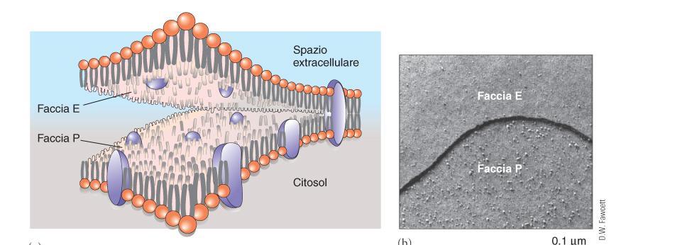 Proteine di membrana: orientate asimmetricamente. Criofratturazione: la faccia P (protoplasmatica) e la faccia E (esterna)vengono separate.