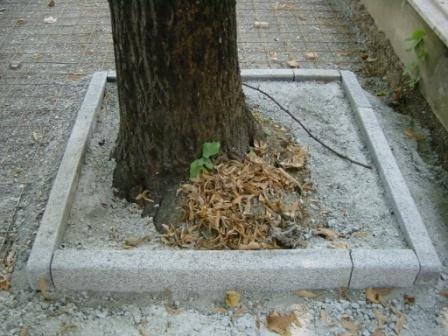 Gli alberi che hanno subito e subiscono ferite di