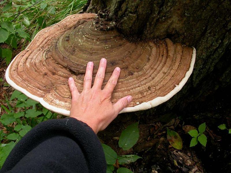 Fitopatologie carie del legno e