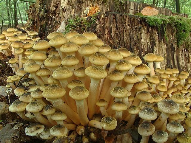 conosciuti comunemente come funghi