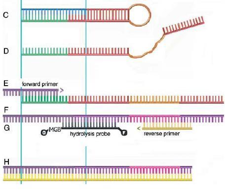 cdna ottenuto dall RT Amplificazione dei mirna TaqMan MicroRNA Reverse Transcription Kit denaturazione Annealing dei primers Doppia specificità: in fase di