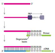 Retro-Trascrizione mirna mircury LNA Universal RT microrna PCR *Polyadenylate polymerase builds the poly(a) tail by adding adenosine monophosphate units from adenosine triphosphate to