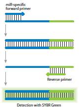 Amplificazione dei mirna mircury LNA Universal RT microrna PCR L impiego di primers a