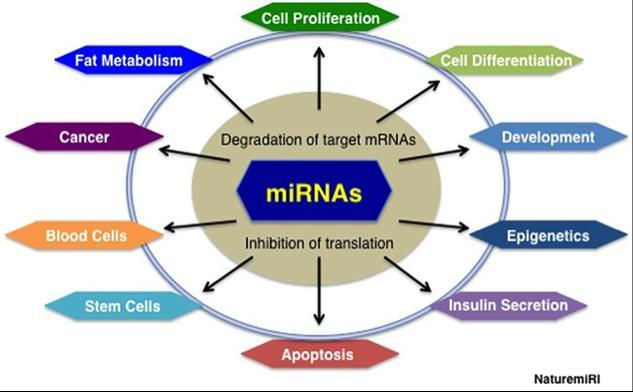 mirna I microrna sono molecole di RNA a singolo filamento (ssrna), di lunghezza variabile dai 20 ai 25 nucleotidi (scoperti da Ambros, 1993). Attualmente ne sono conosciuti circa 2500 (www.mirbase.