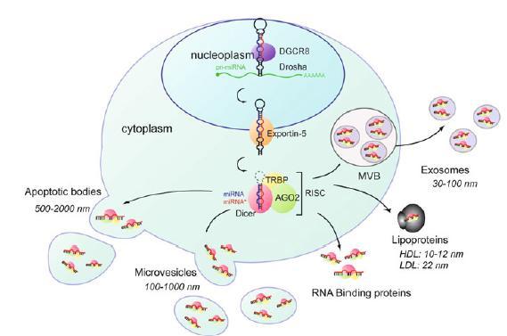 Microvescicole Esosomi Corpi apoptotici Non-vesicular