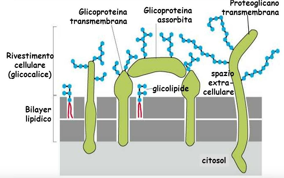 della gravità della sepsi, esso può essere usato come predittore dell outcome del paziente.