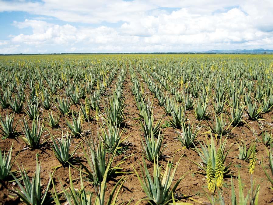 IGIENE PERSONALE Le proprietà dell Aloe unite ai migliori ingredienti compongono lozioni,