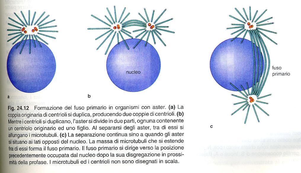 Formazione del fuso in organismi con aster Nell