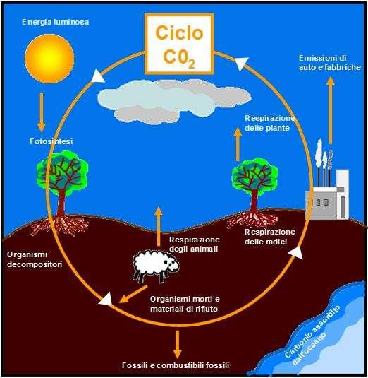 Il ciclo