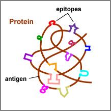 Antigene: sostanza in grado di indurre la risposta immunitaria Vaccino: antigene, carrier, adiuvante Adiuvante: sostanza aggiunta al