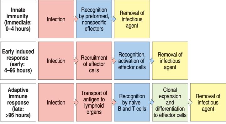 Innate Immunity Innate immunity is responsible for the earliest response by