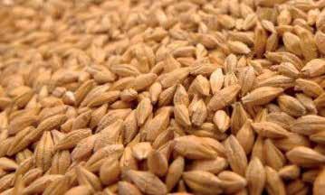 GRANI ANTICHI MONOCOCCO il cereale originario Tra tutti i cereali, il monococco è la specie più antica.