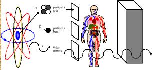 radiazioni ionizzanti con la materia Particelle alfa: penetrazione molto limitata nell aria. Un foglio di carta è sufficiente per fermarle Particelle beta: percorrono qualche metro nell aria.