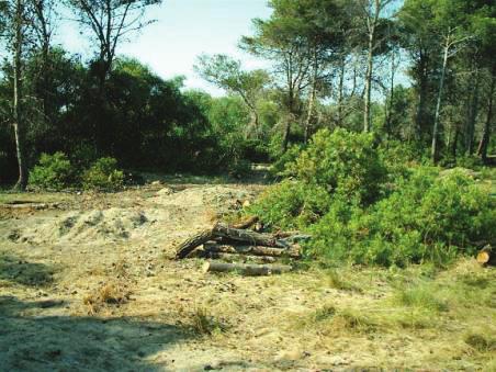 3. La classificazione di alcune aree come Ricresciute a Bosco dipende da un assegnazione alla classe bosco nell immagine del 2008, anche di aree di confine tra il