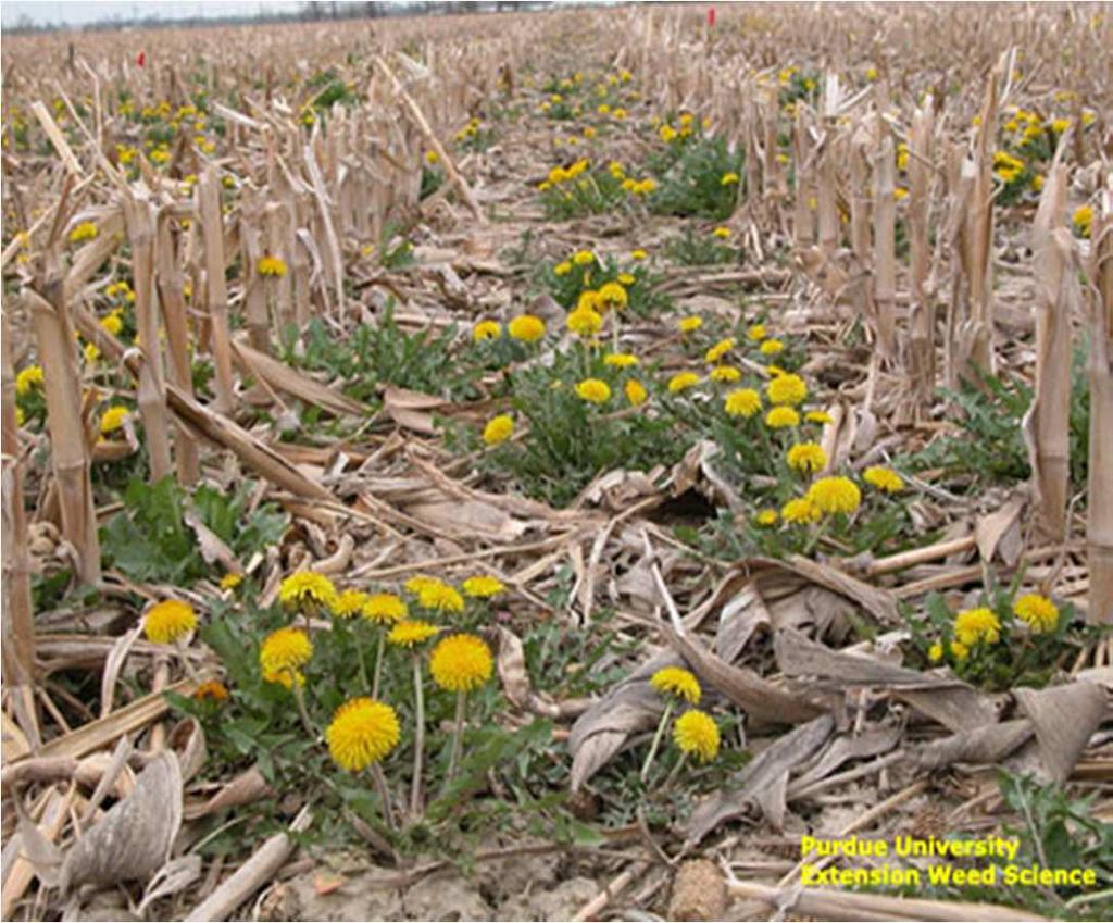 Taraxacum officinale: