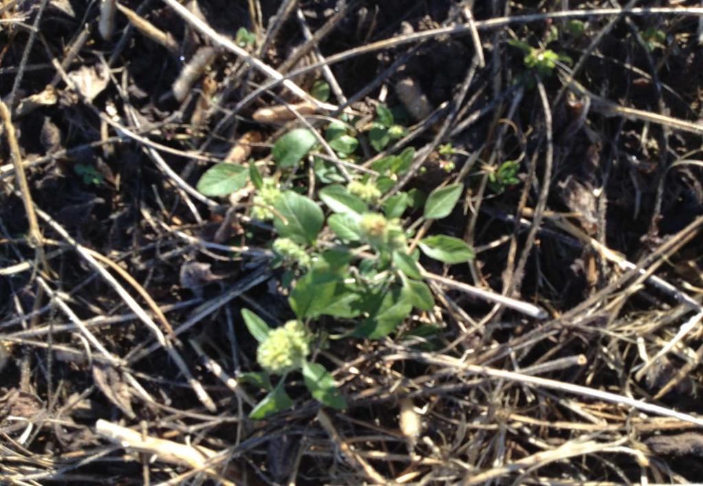 Amaranthus retroflexus,