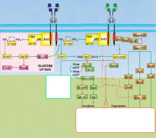 Aim Identify the long-term effects of TSH suppression on components of the insulin/igf-1 dependent signaling pathway and their