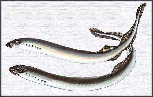 LAMPREDA PADANA (Lethenteron zanandreai) Caratteristiche: il corpo è serpentiforme e privo di squame, la parte