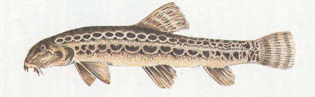 COBITE COMUNE (Cobitis taenia bilineata) Caratteristiche: vive nei corsi d acqua a debole corrente con fondo melmoso.
