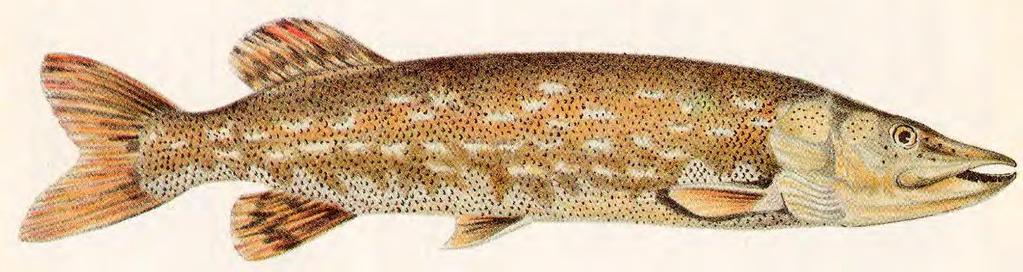 LUCCIO (Esox lucius) Caratteristiche: il luccio è un pesce dall'inconfondibile aspetto, conferitogli dal muso, appiattito sulle parti superiore