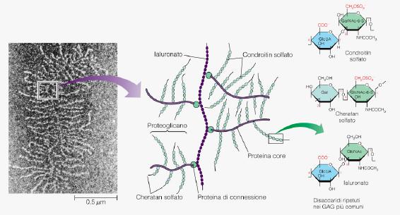 I proteoglicani Formano la sostanza amorfa della matrice extracellulare che occupa gli spazi tra le fibre Hanno un elevato contenuto di zuccheri (fino la 95% della molecola) presenti come catene di