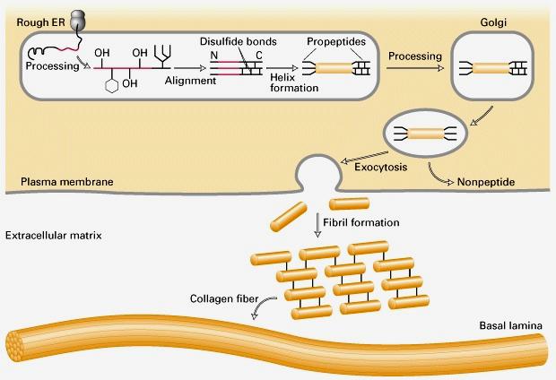 fibroblasts Processing=Proline & Lysine