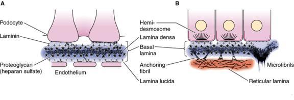 Functions of Basal Laminae: - Compartmentalization: Separates CT from epithelia, nerve or muscle tissues. - Filtration: Regulates movement of substances to and from CT (mainly by ionic charges).