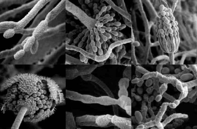48 Le specie fungine riscontrate nel sughero variano durante il ciclo di trasformazione del sughero in tappi naturali monopezzo.