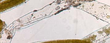 Osservazione di alghe pluricellulari tallofite verdi (Chlorophyta) 4. Osservazione di alghe pluricellulari tallofite rosse (Rhodophyta) 1.