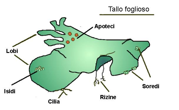 Gli apoteci e i periteci sono invece le strutture riproduttive sessuate dei licheni.