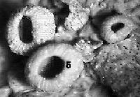 Infine in un lichene si osservano le rizine: strutture filiformi presenti sulla superficie inferiore del