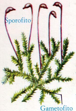 Esercitazione Tallofite - Briofite Laboratorio di Botanica 2012/2013 - Dott.ssa S. Ceschin Le briofite (muschi ed epatiche) sono forme di transizione tra tallofite e cormofite.