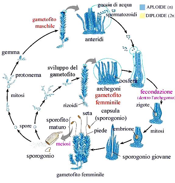 I fusti si possono presentare più o meno ramificati, ricoperti da foglie, costituite da un solo strato di cellule, sessili, lanceolate e fornite da una nervatura mediana.