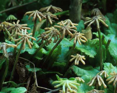 Classe Hepaticae Epatiche (es. Marchantia polymorpha) Laboratorio di Botanica 2012/2013 - Dott.ssa S.