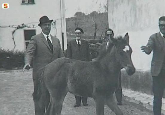 razza sardo araba 1967 - Atto ufficiale della nascita del