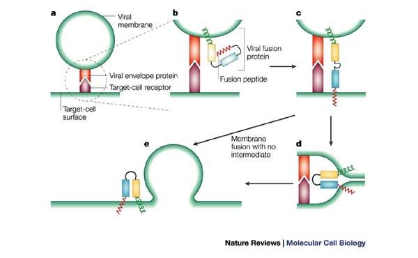 Proteine virali specifiche di fusione Le proteine di fusione di I tipo sono le più