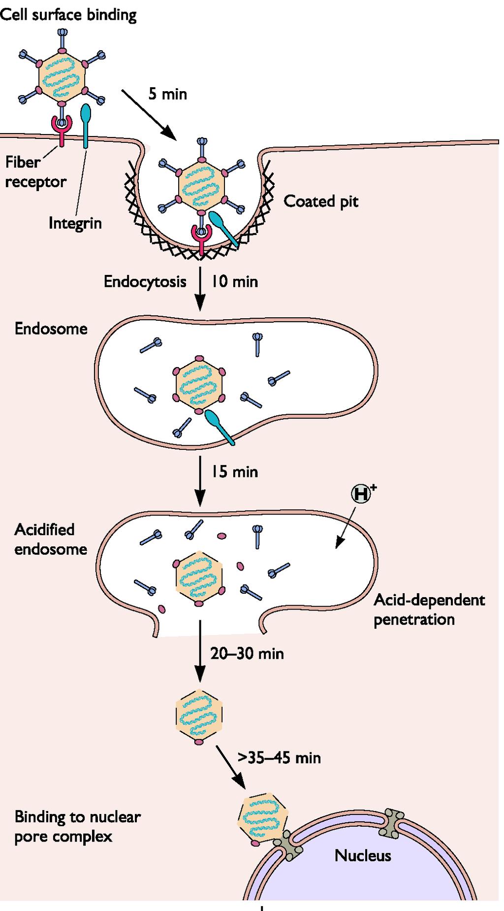 Es: Adenovirus From Principles