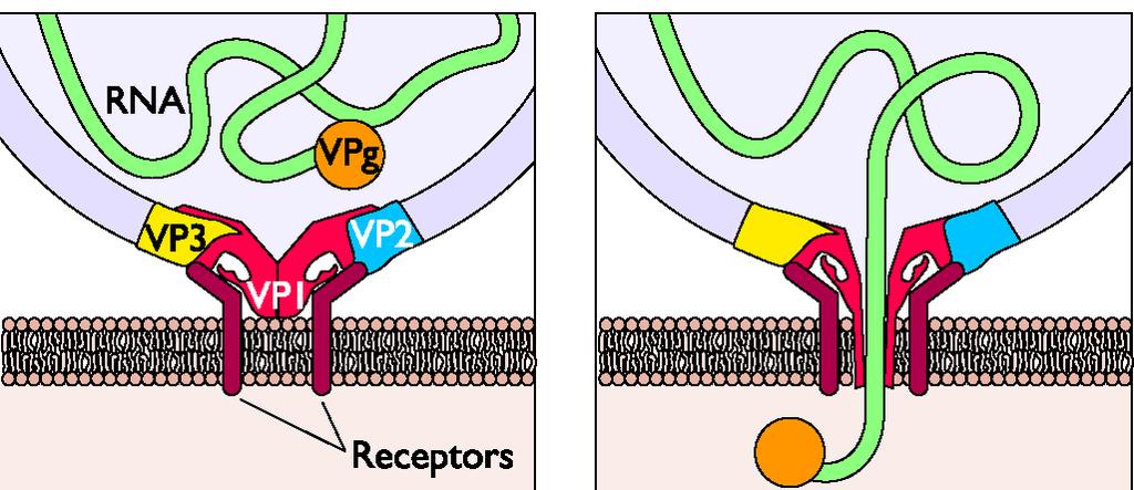 Alcuni virus senza rivestimento (pericapside): non fondono non vengono endocitati ma inducono la formazione di pori (es: