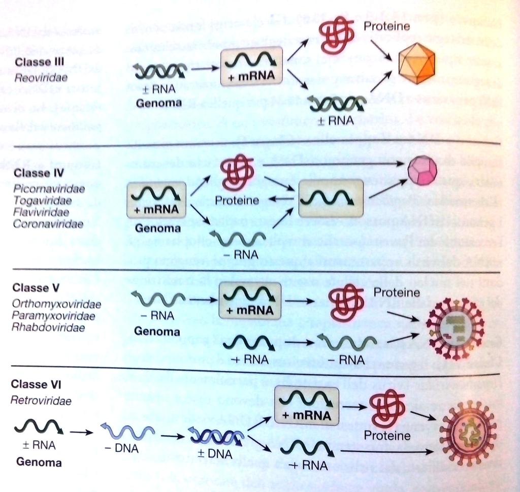 Strategie replicative dei genomi G. Dehò, E.