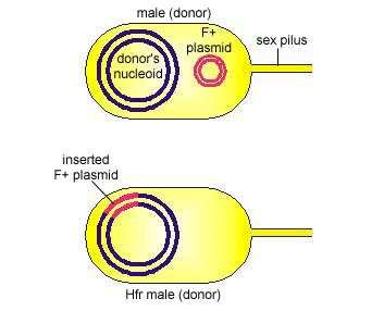 Coniugazione: Hfr x F - 1.