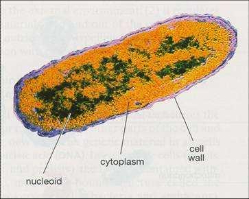 Genoma batterico Il genoma batterico (o nucleoìde) consta di due componenti: - Cromosoma (geni essenziali) - Elementi extracromosomici mobili (MGEs) (non