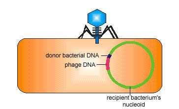 Tutti i fagi veicolano il frammento di DNA batterico. 6.