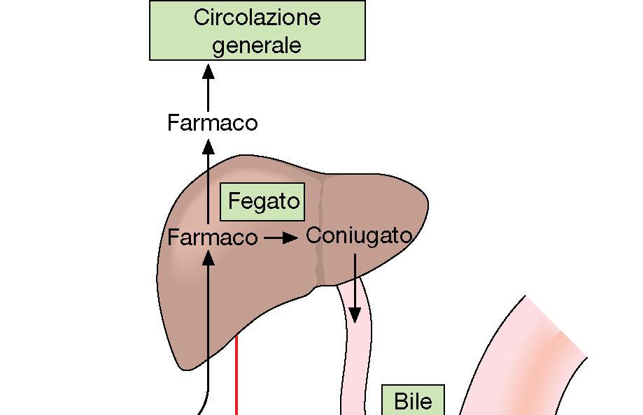 Escrezione fecale Una volta