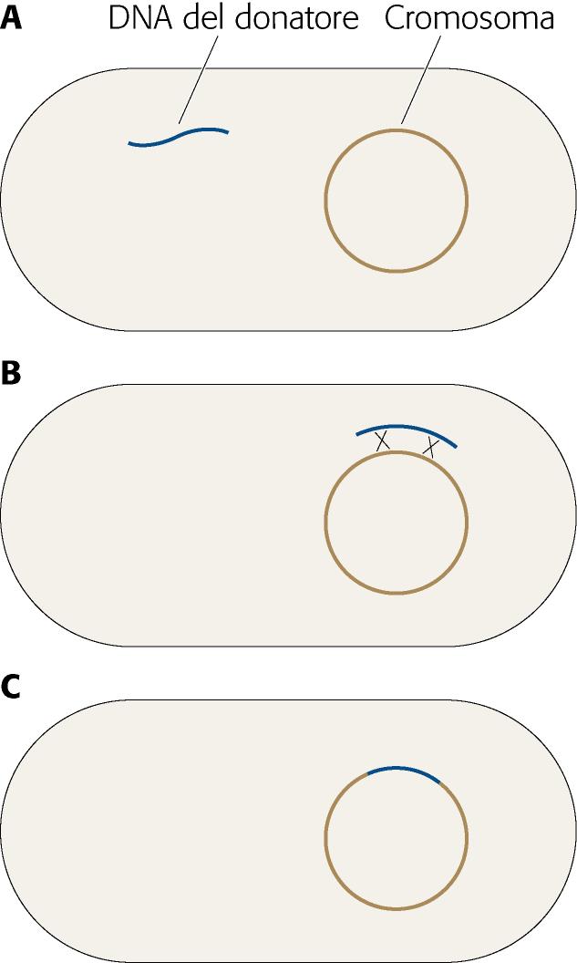 ricombinazioni Avvengono tra sequenze di DNA omologhe.